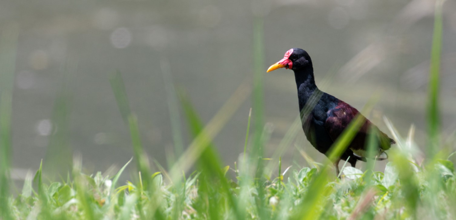 Ein Purpurhuhn steht im Gras, eine der Arten, die während des Global Big Day 2026 im Bosque Nativo de Saberes von FUNDAEC beobachtet wurden.
Foto: Fernando E. Ramírez Mera / FUNDAEC.