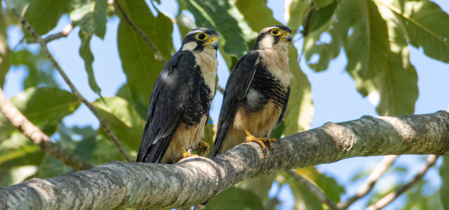 Zwei Falken sitzen nebeneinander auf einem Ast im Bosque Nativo de Saberes, ebenfalls beobachtet während der Zählung.
Foto: Fernando E. Ramírez Mera / FUNDAEC.
