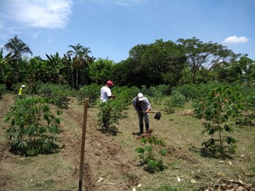 Team members practicing sustainable agroforestry.