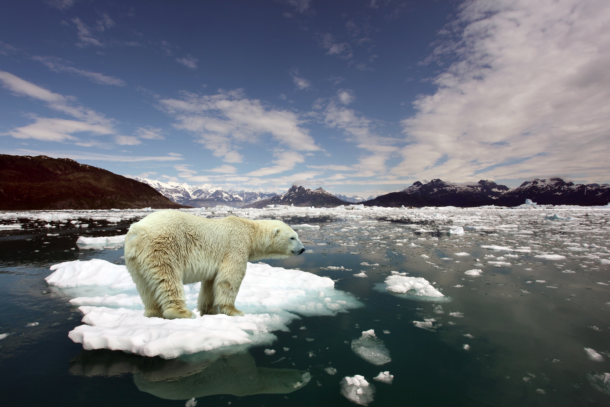 Schmelzendes Eis aufgrund des Klimawandels schadet Eisbären.