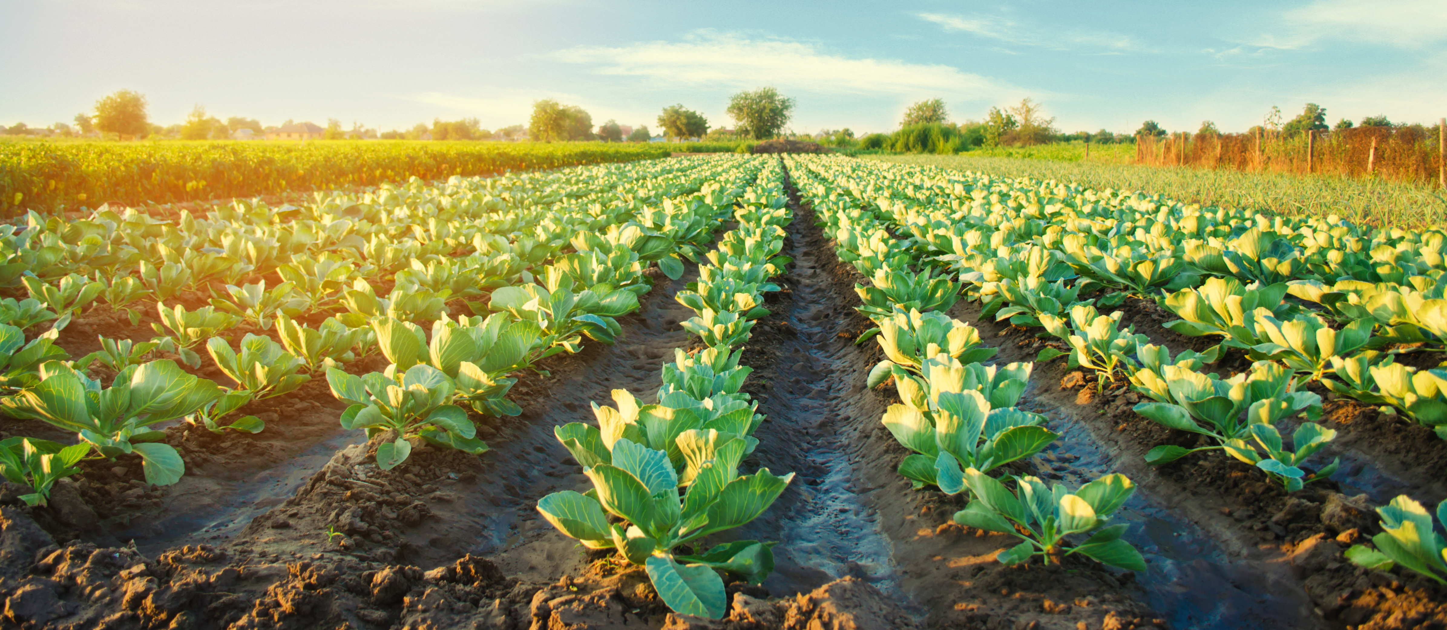 Agroforestry: Sustainable farming at its best.