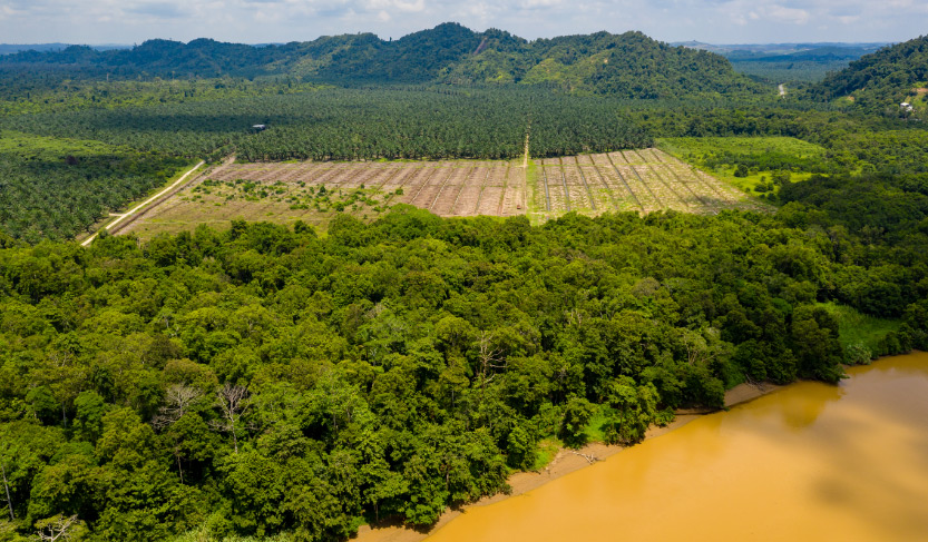 "Entwaldung in den Tropen durch die Landwirtschaft."