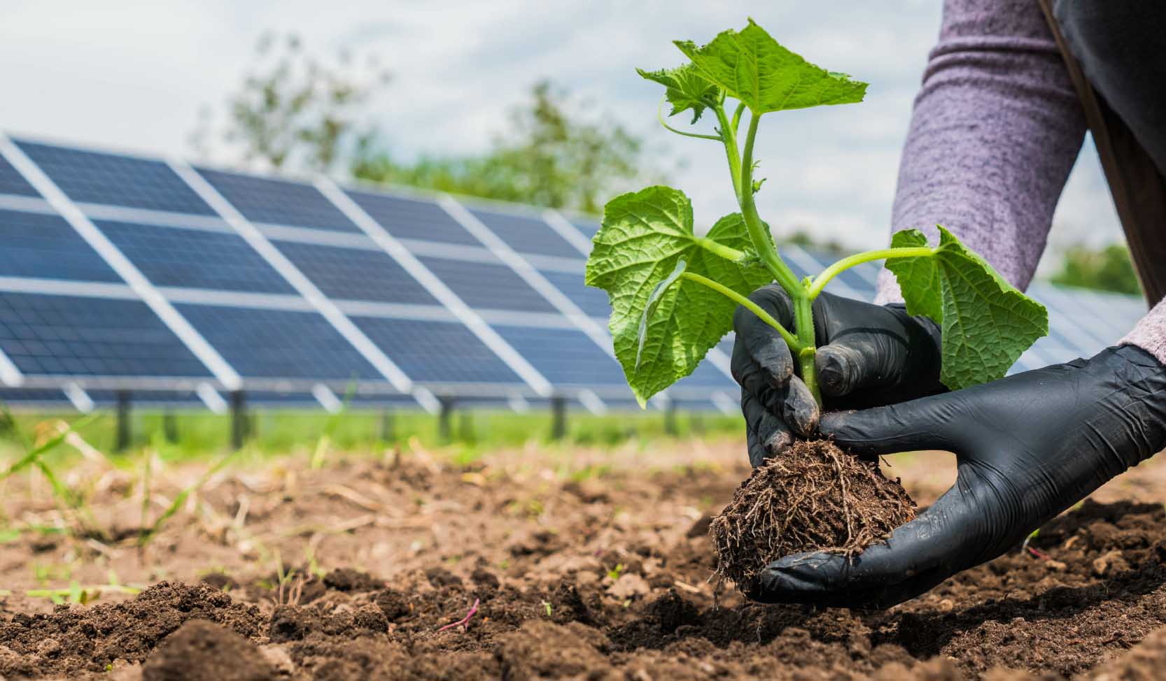 "Hände bei der Aussaat einer Pflanze im Gemüsegarten, mit Solarkraftwerkspaneelen im Hintergrund." 