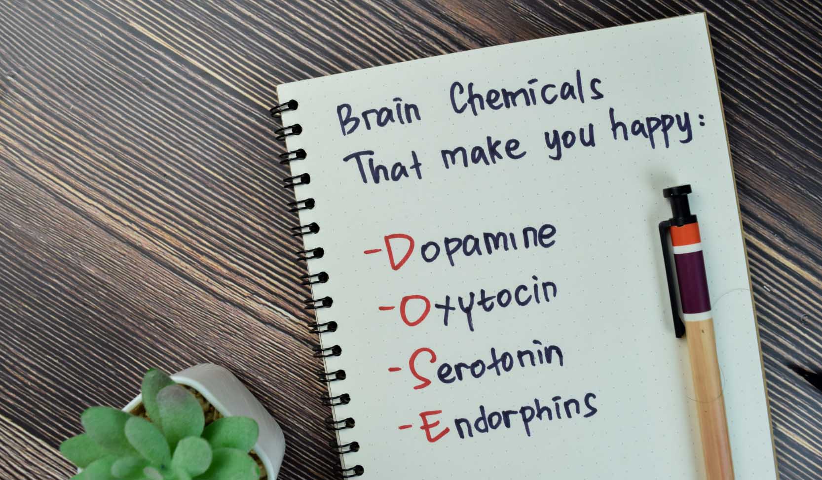 "Die Elemente der Gehirnchemikalien, die uns glücklich machen, sind im Notizbuch neben einer Pflanze auf einem Tisch notiert."   